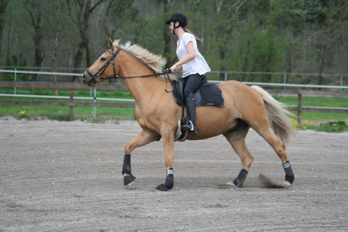 Palomino Chess Stauslykke - Dyret kan godt galoppere ;-) Foto: Siw billede 4
