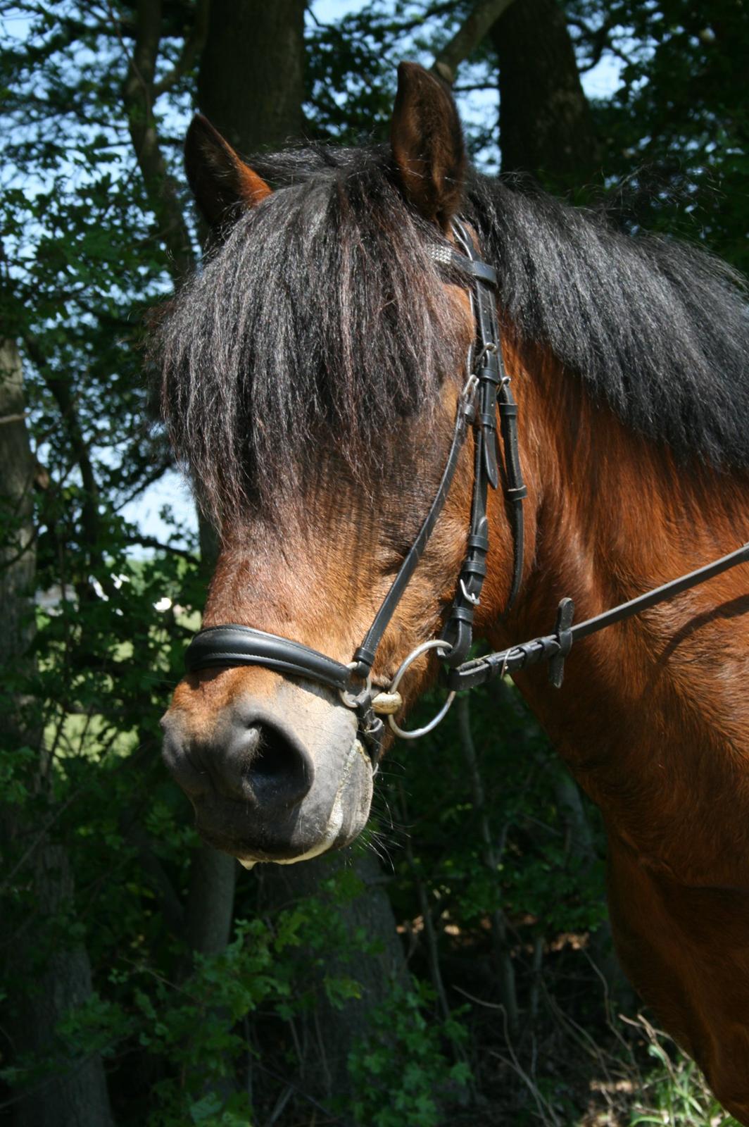 New Forest Horsemosens David May**B-pony** - da jeg lige havde fået ham<3 billede 6