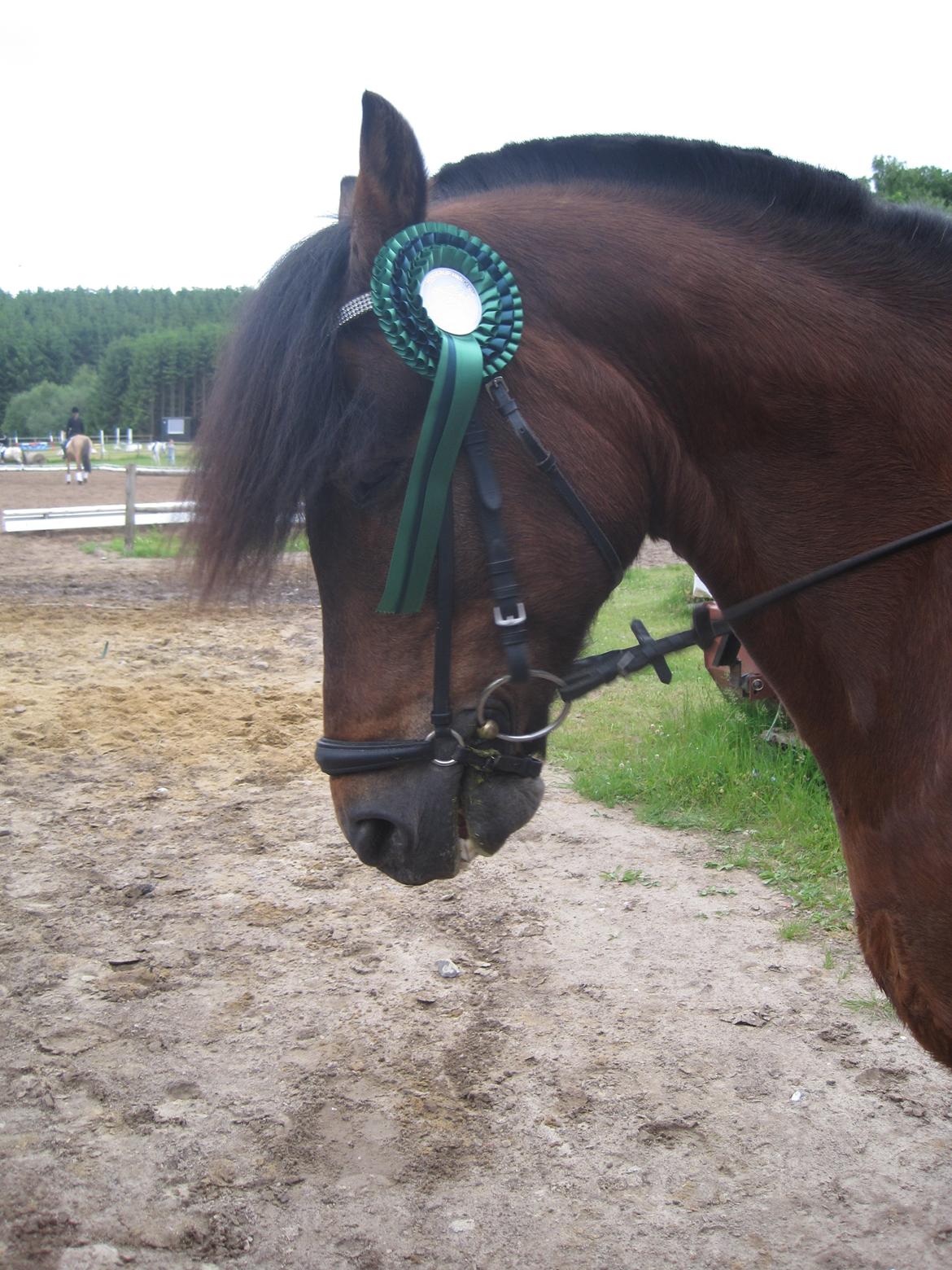 New Forest Horsemosens David May**B-pony** - stævne i hinnerup rideklub billede 7