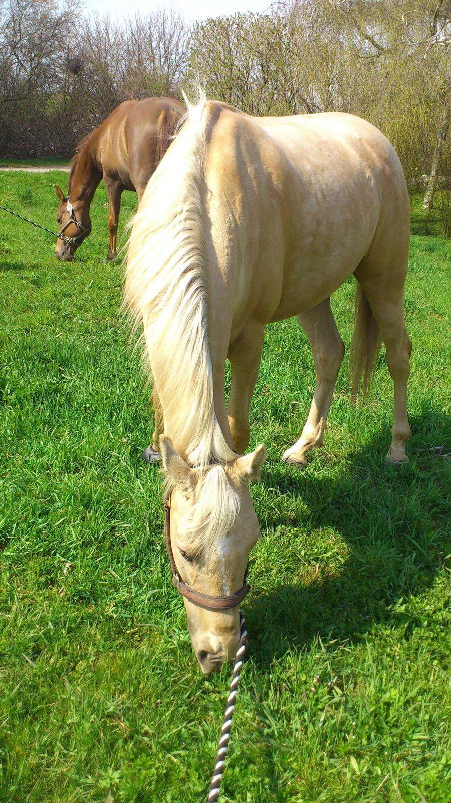 Palomino Golden Fashion billede 12