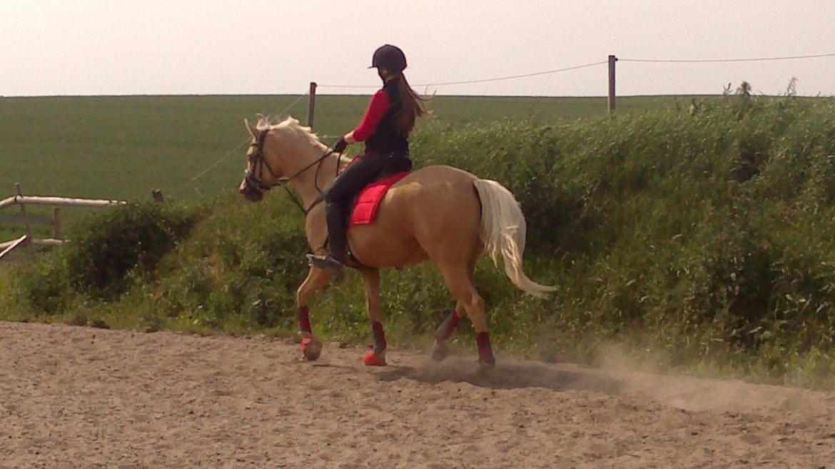 Palomino Golden Fashion - Undervisning - stædig hest den dag! billede 9