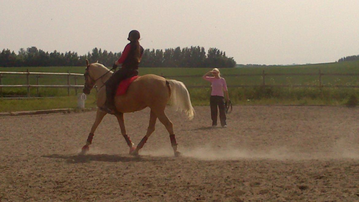 Palomino Golden Fashion - Undervisning - stædig hest den dag! billede 10