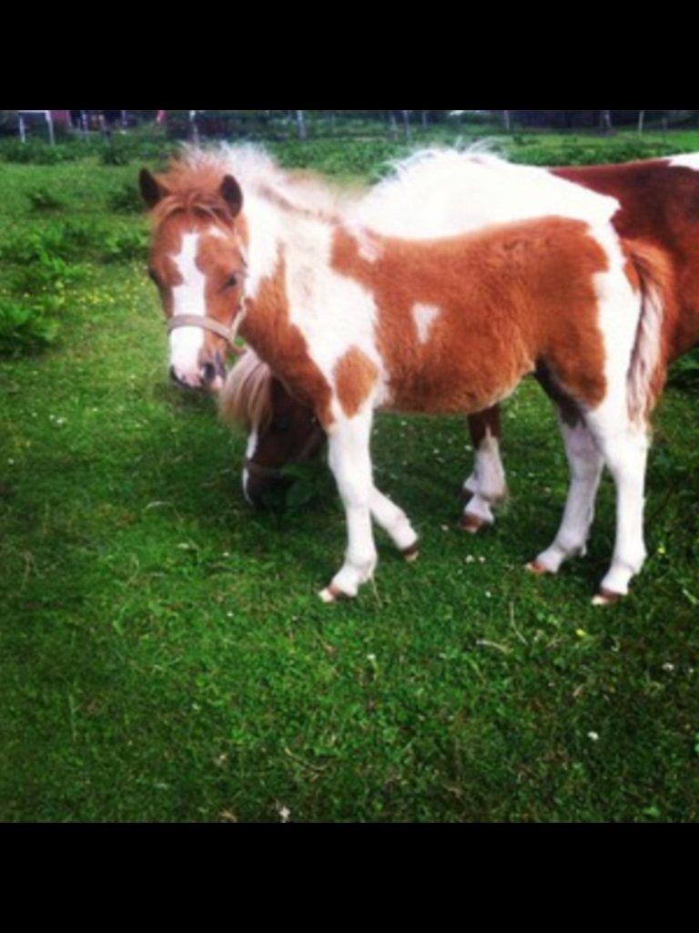 Anden særlig race Rosa -tidligere hest billede 10