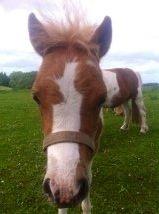 Anden særlig race Rosa -tidligere hest billede 11