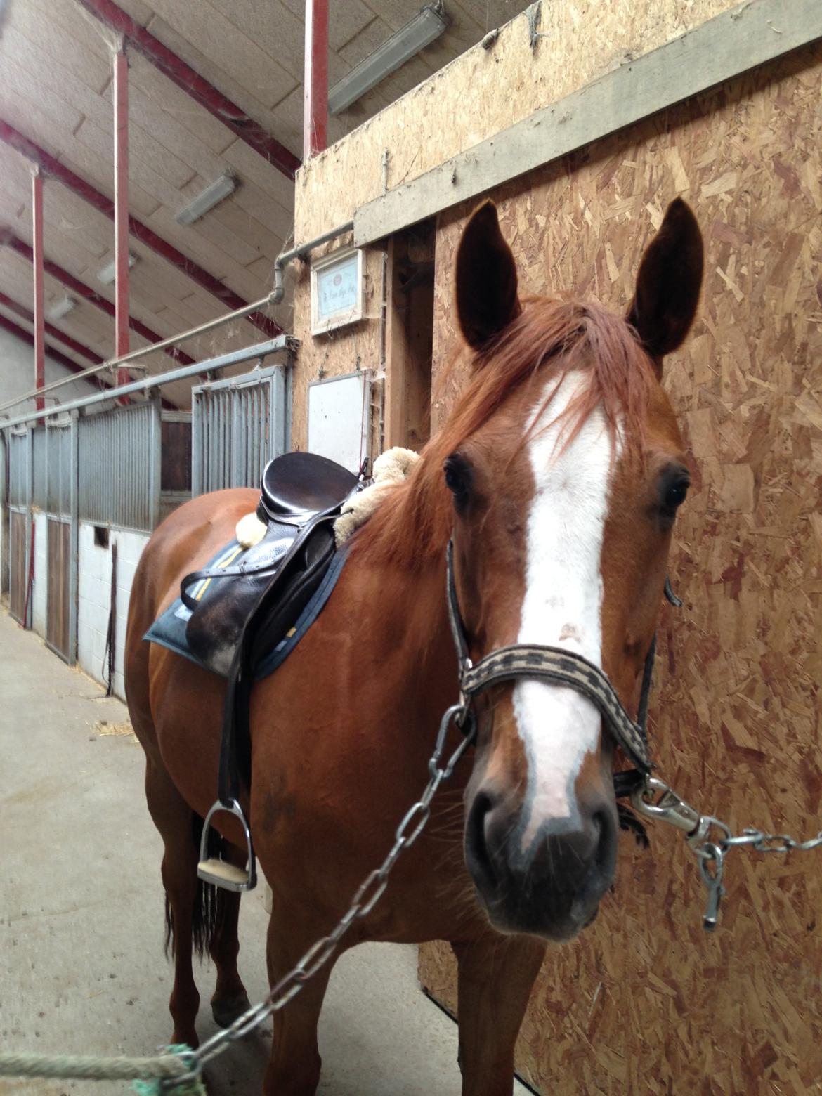 Fuldblod (XX) Cosco XX - 13/6/13 første skridttur i 9 måneder. billede 15