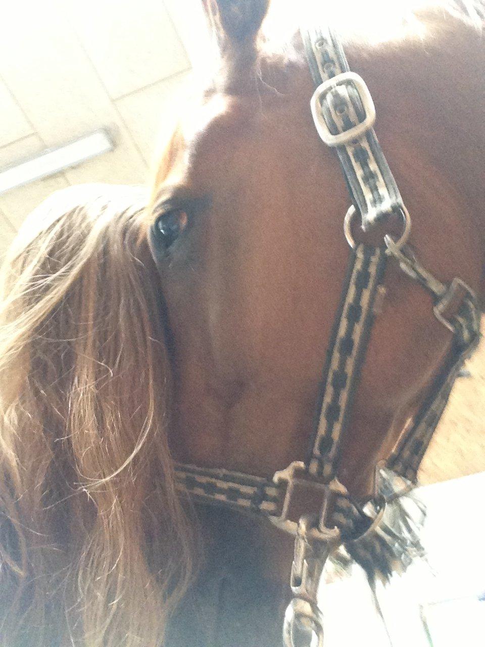 Fuldblod (XX) Cosco XX - Jeg vil kæmpe for dig, for os! Bevise at i alle sammen var forkert på den! billede 17