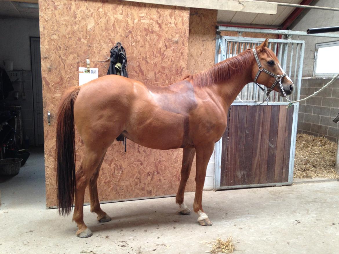 Fuldblod (XX) Cosco XX - Prøv at se godt ud efter at have stået stille så længe og med sommervom! billede 18