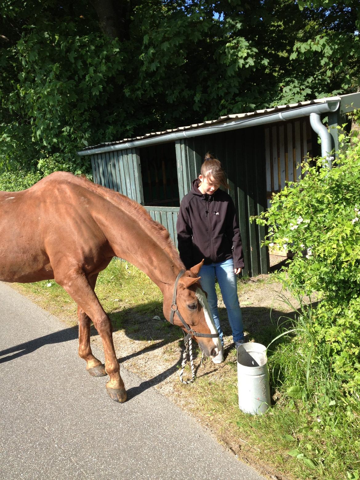 Anden særlig race Shame billede 12