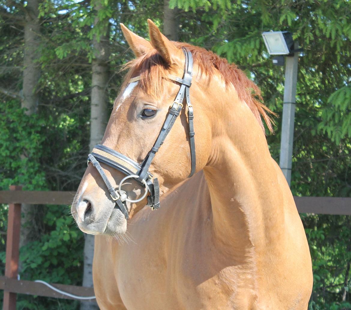 Fuldblod (XX) Golani Magen billede 10