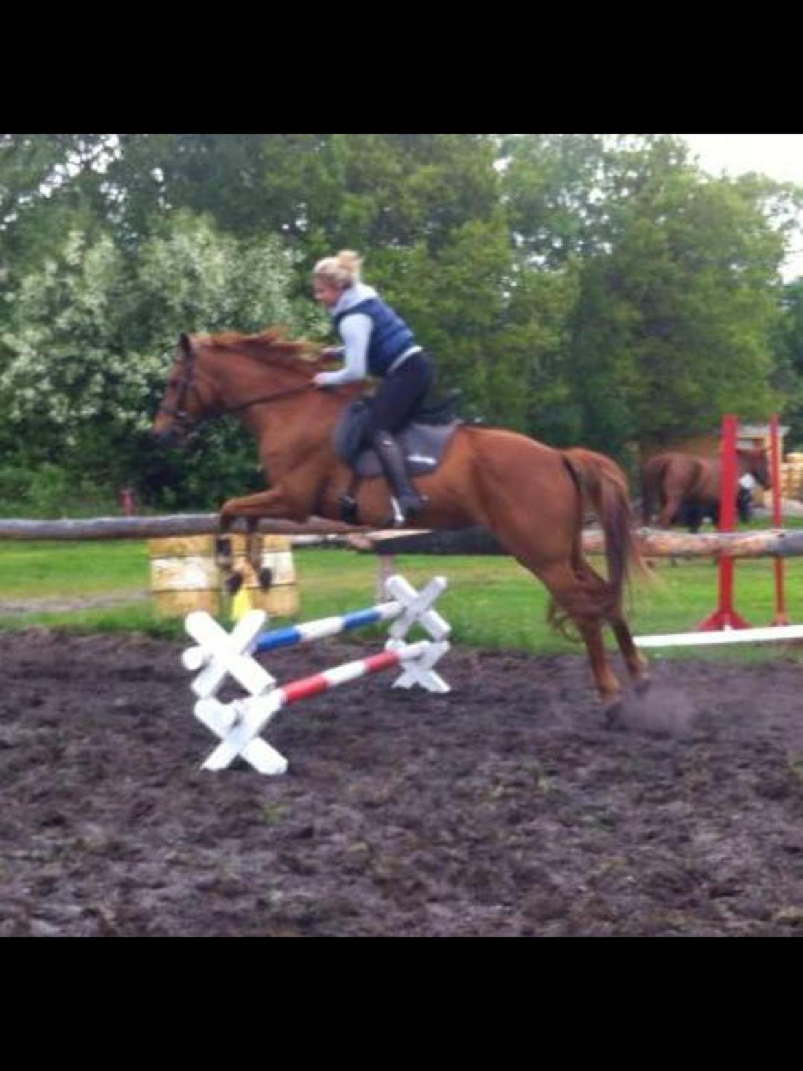 Dansk Varmblod Weltstern billede 6