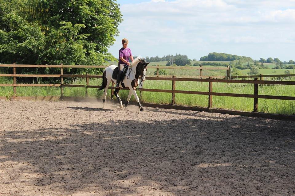 Pinto Extazy - Extazy Juni 2013 Efter hendes genoptræning fra hun har stået skadet et år  billede 17