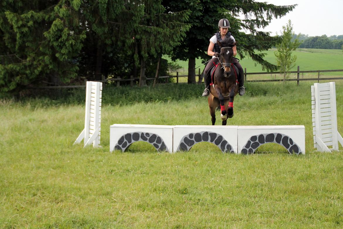 New Forest Elmholts Furore  - Første gang over mur og første gang på græs i år <3 Foto: Kaisa billede 17