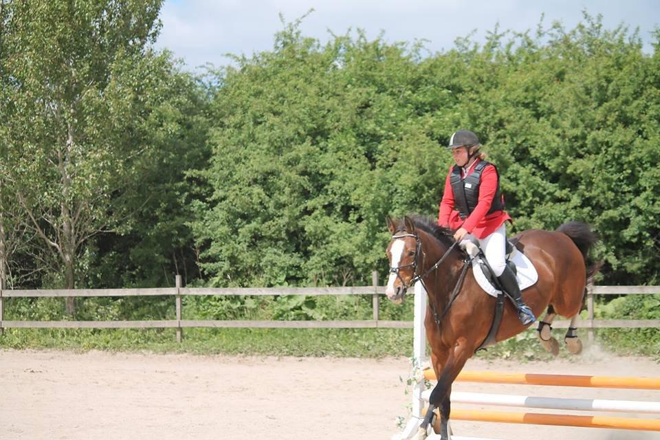 Dansk Varmblod My Choice billede 9