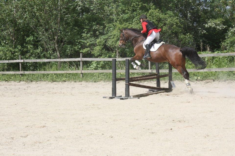 Dansk Varmblod My Choice billede 2