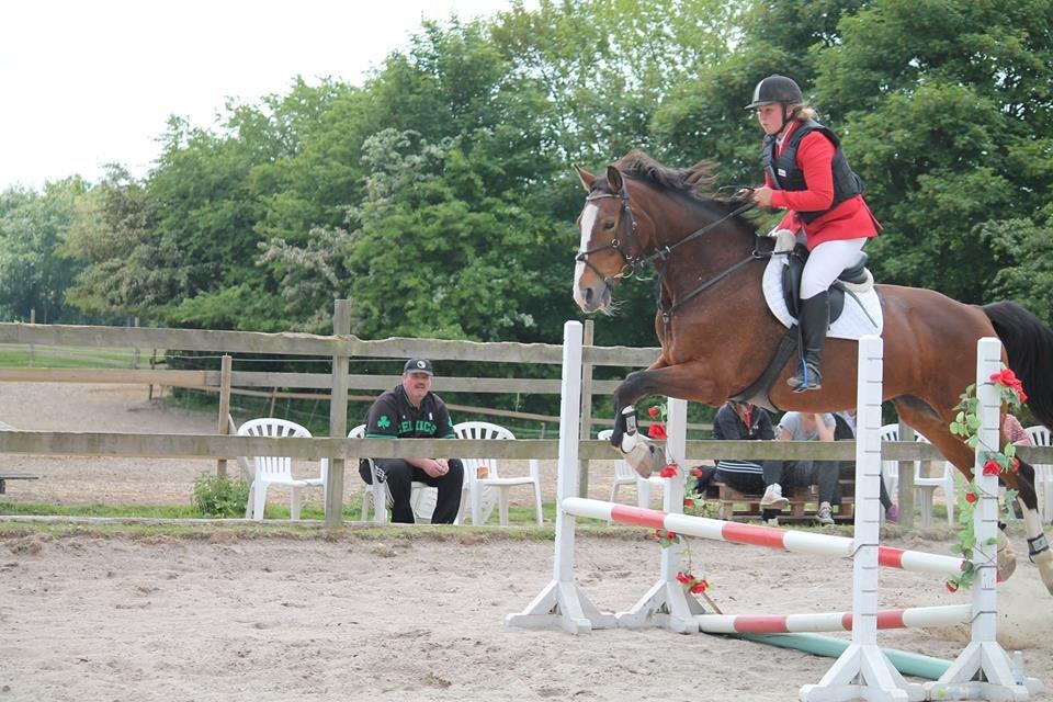 Dansk Varmblod My Choice billede 14