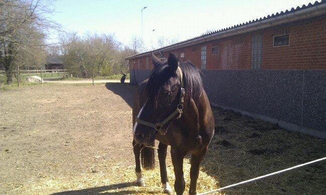 Anden særlig race Armani - Armani nyder det gode vejr billede 6