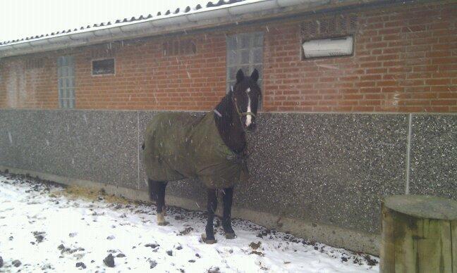 Anden særlig race Armani - Første gang ude i sneen 2012 billede 7