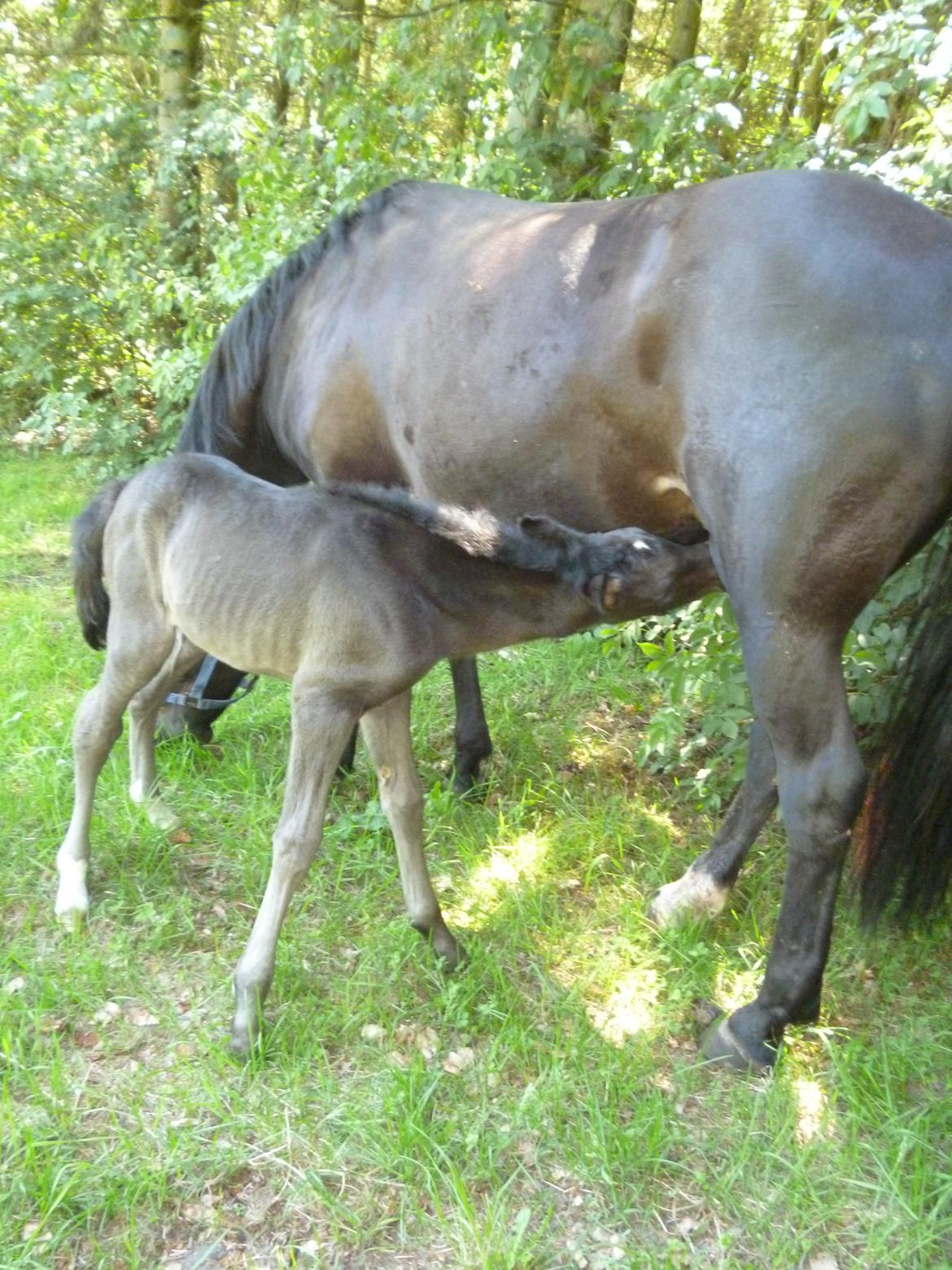 New Forest Azalia - Første tur udenfor sammen med mor.  billede 2
