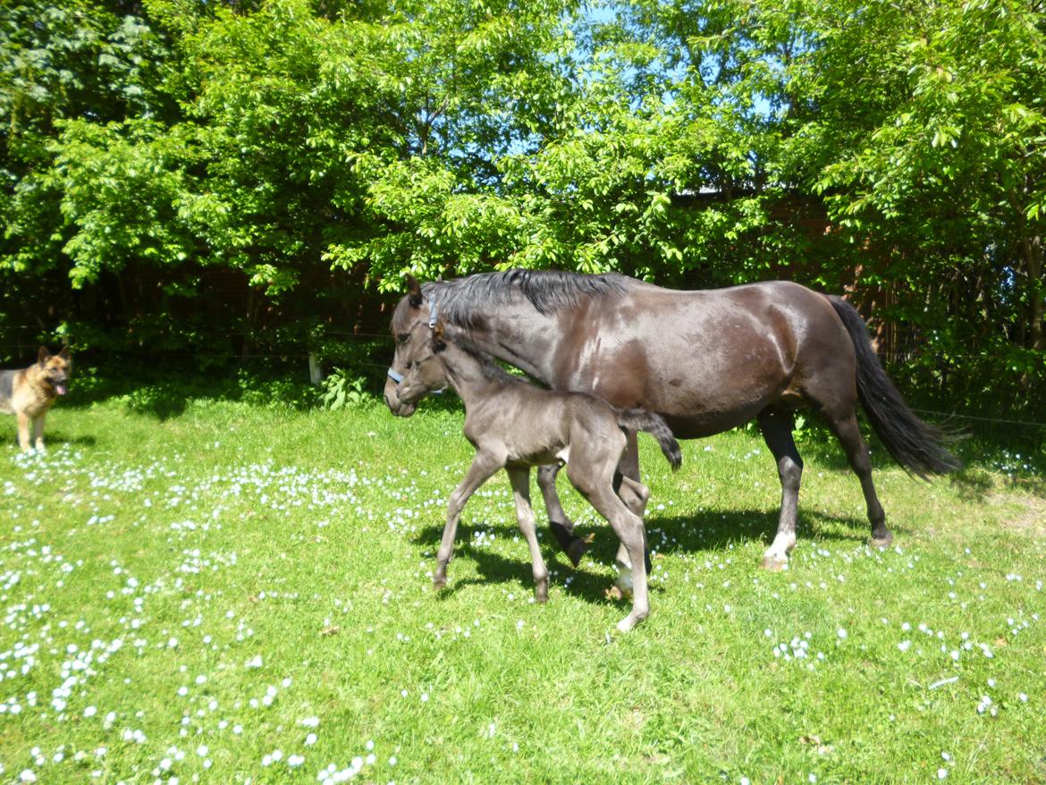 New Forest Azalia - Første tur udenfor sammen med mor.  billede 3