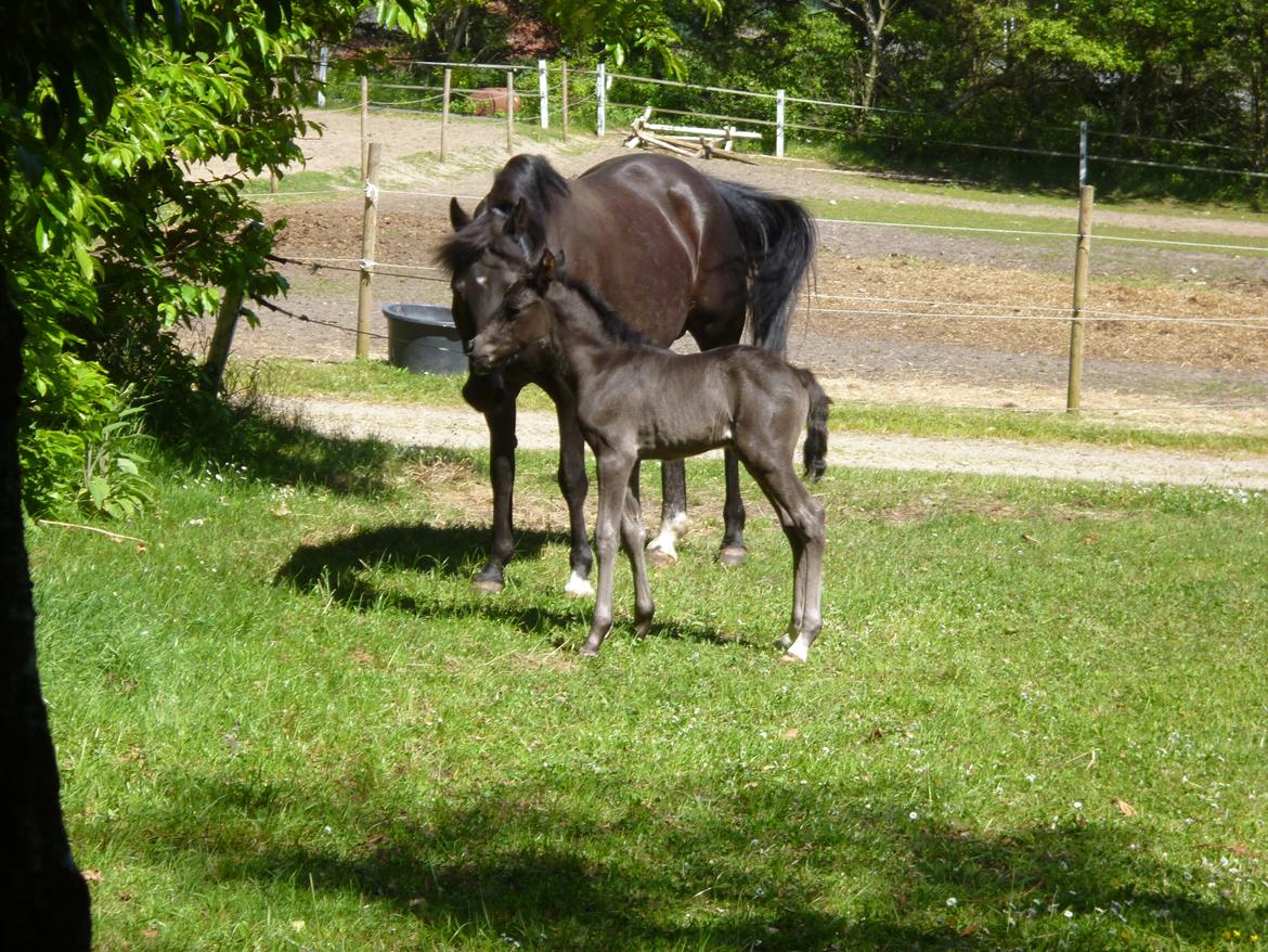 New Forest Azalia - Første tur udenfor sammen med mor.  billede 4