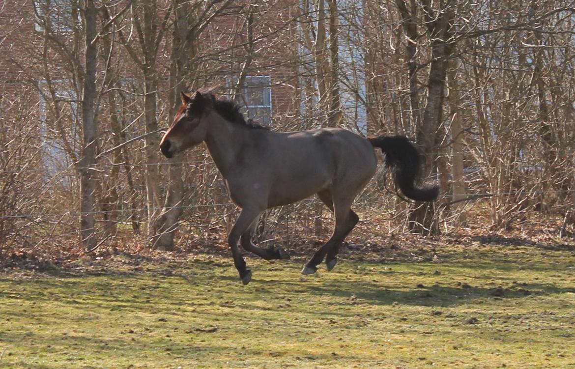 Anden særlig race Buster billede 7