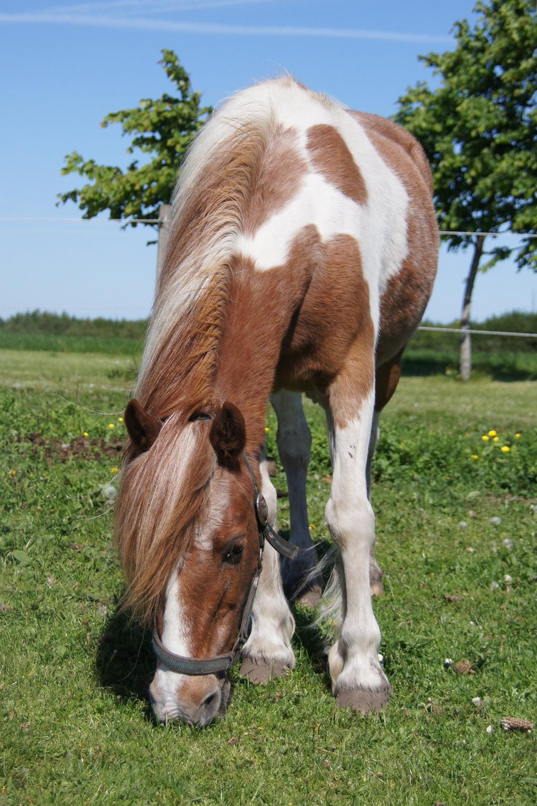 Anden særlig race Indy billede 6