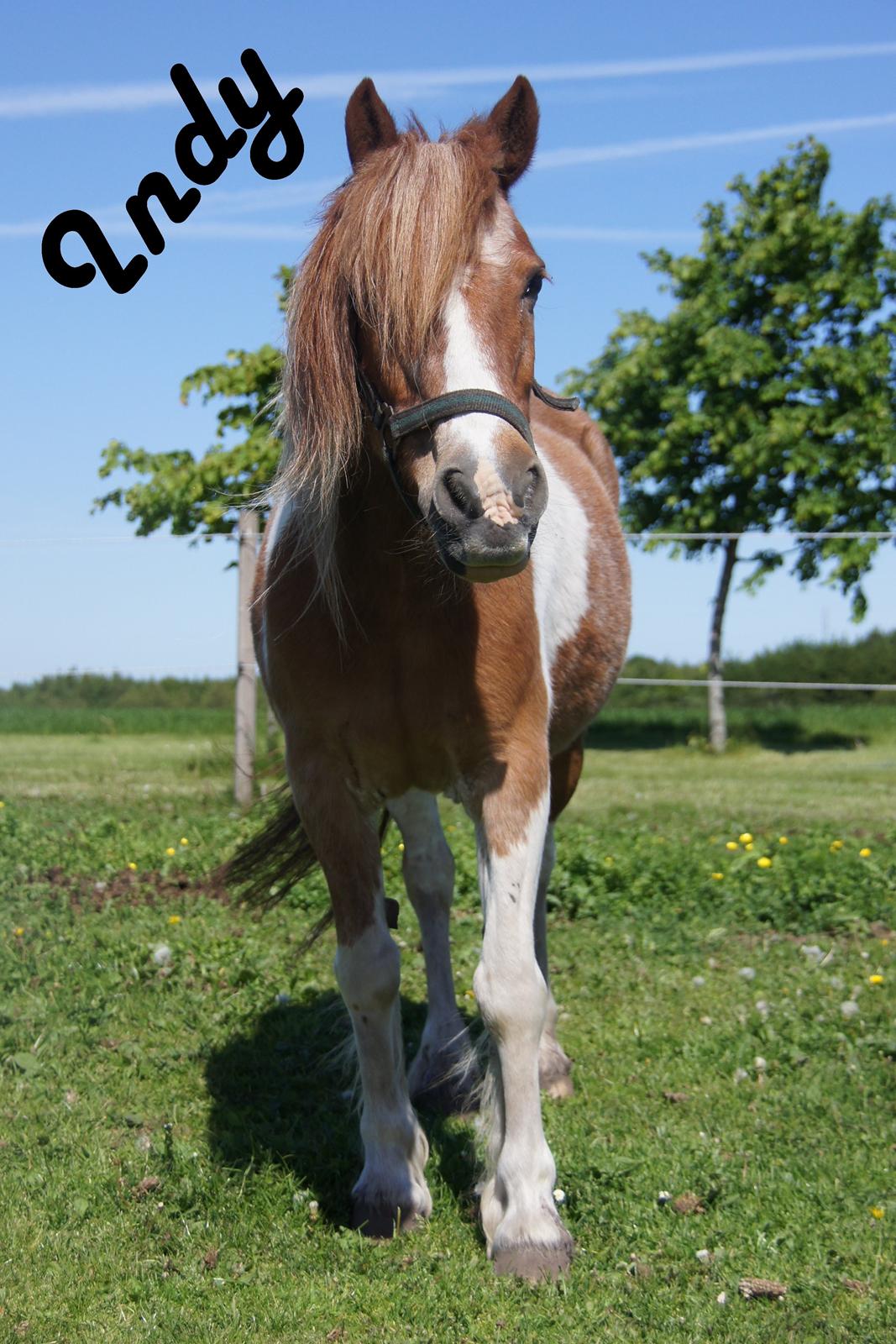 Anden særlig race Indy billede 7