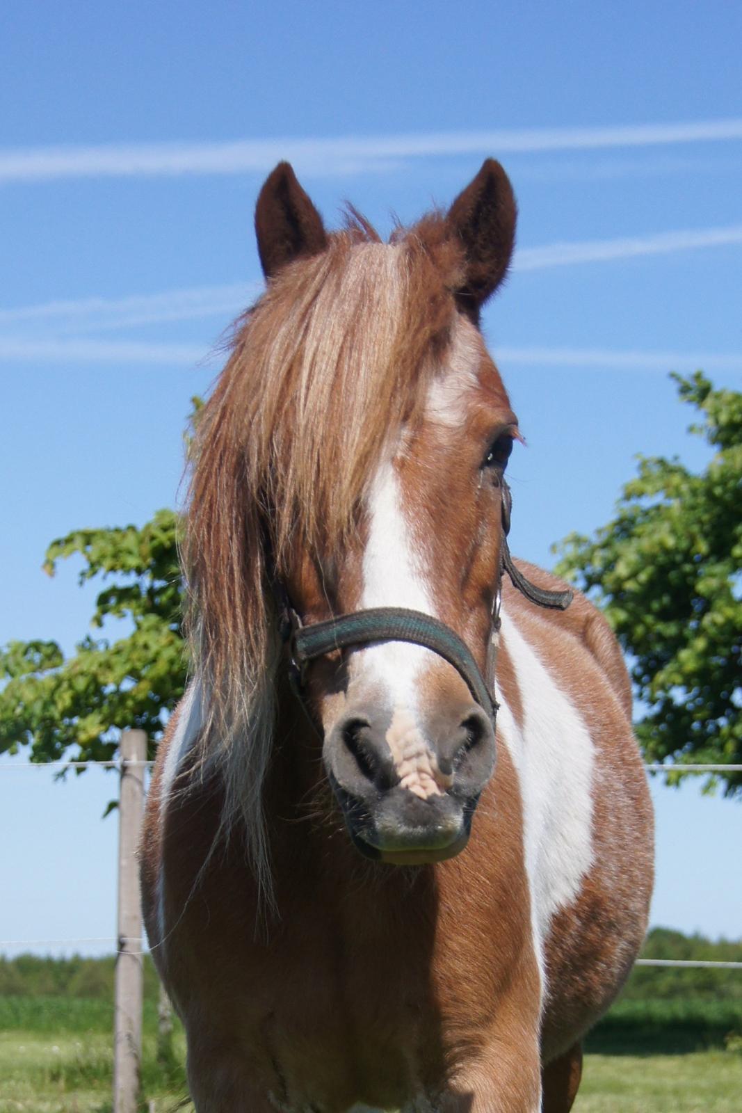 Anden særlig race Indy billede 2