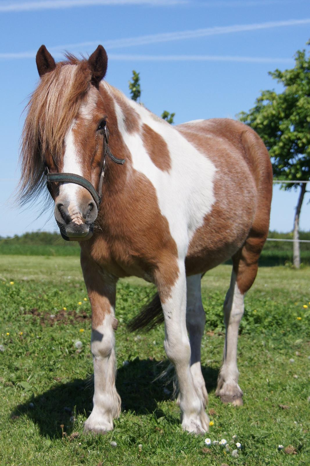 Anden særlig race Indy billede 8