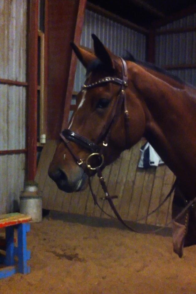 Dansk Varmblod Dancing Queen billede 2