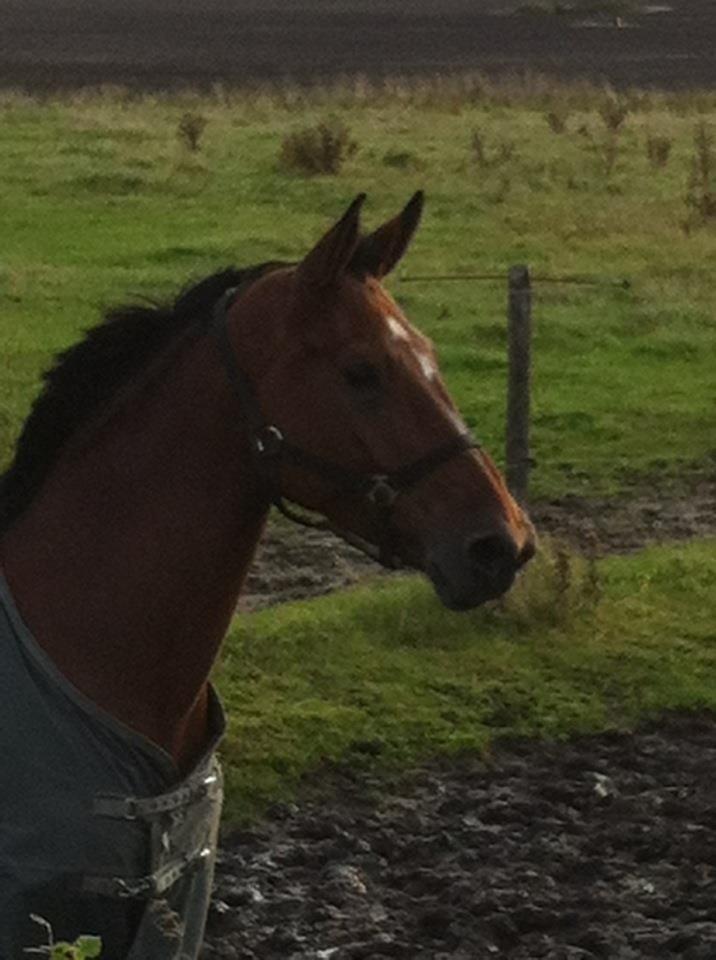 Dansk Varmblod Dancing Queen billede 4