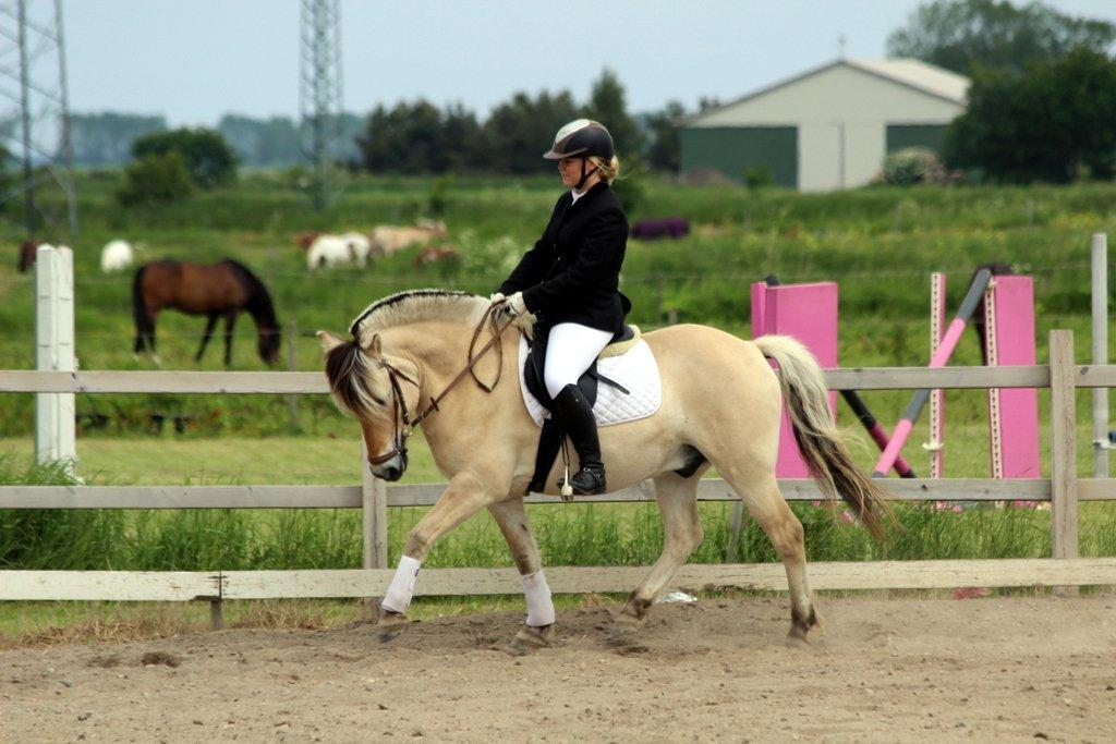 Fjordhest Royal Rasmus (Racerbilen) :-* billede 16