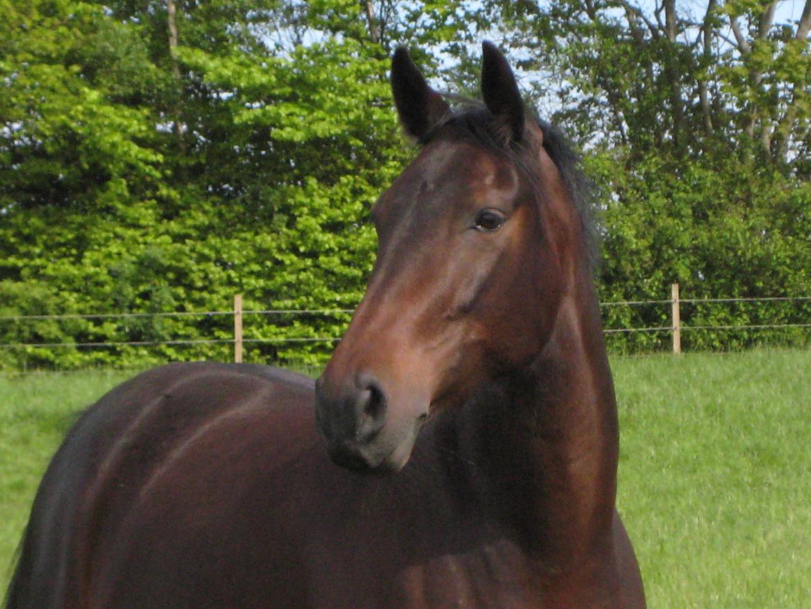 Oldenborg Langmosegårds Cassiopeia billede 11