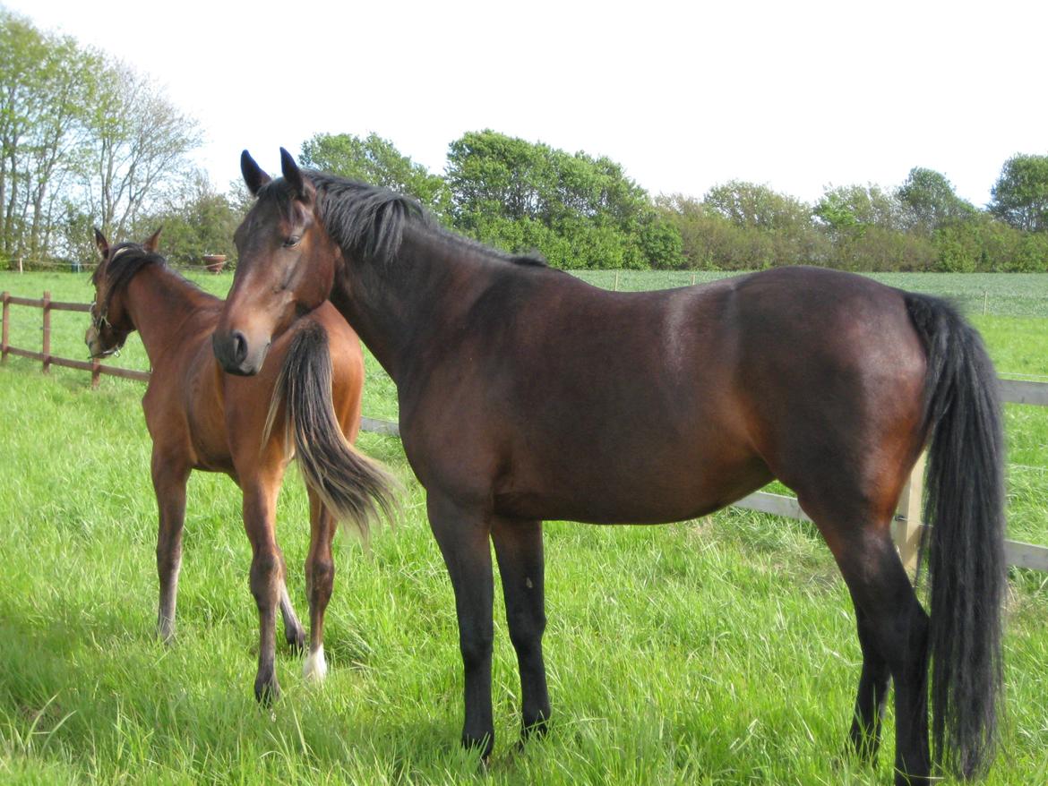 Oldenborg Langmosegårds Cassiopeia billede 12