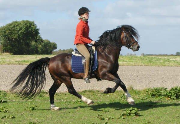 Welsh Cob (sec D) Glanvyrnwy Squire - 2008 billede 21