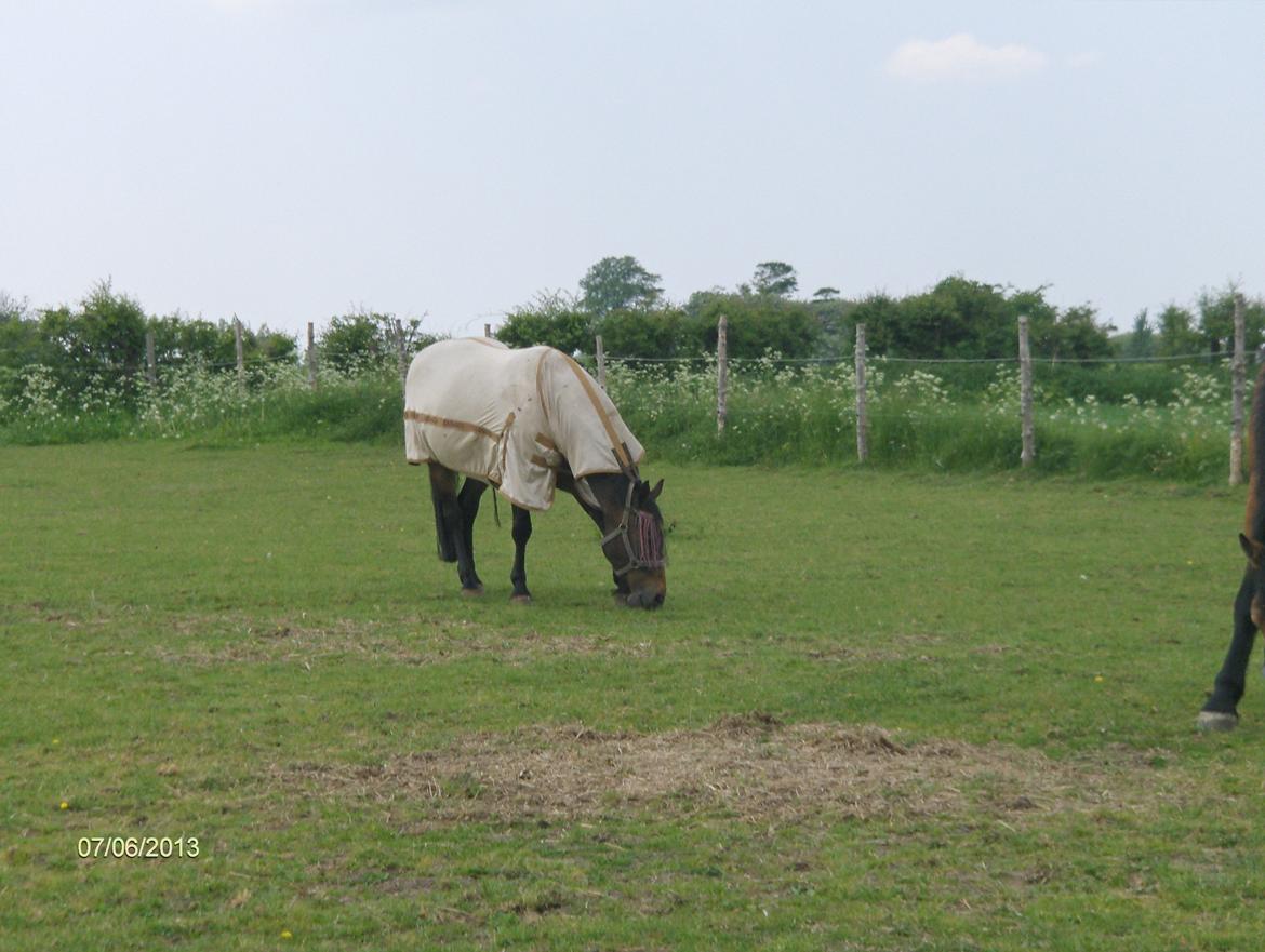 Nordsvensk Skovhest Tess Aka. Betty Boobh - En lille glad pony, som er sulten efter ridning! :) billede 14