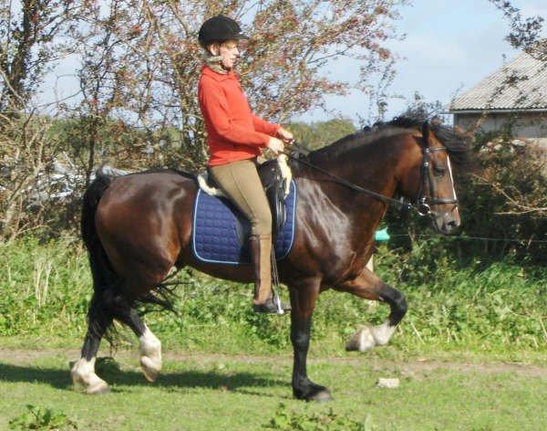 Welsh Cob (sec D) Glanvyrnwy Squire - 2008 billede 23