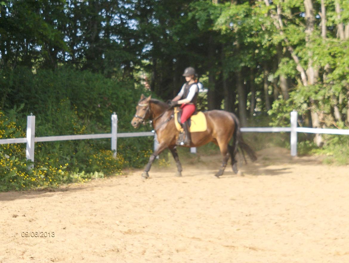Nordsvensk Skovhest Tess Aka. Betty Boobh - Galop træning, hvor vi laver overgang fra skridt til galop, første galop tur i 2 år :) billede 16