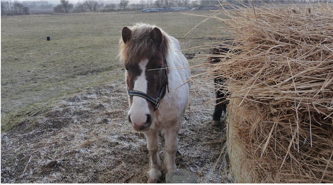 Anden særlig race Samba - <3 billede 3