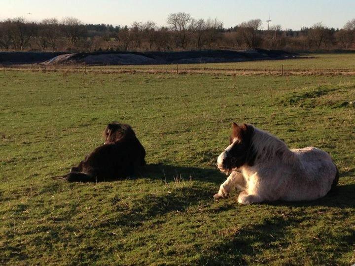 Anden særlig race Samba - tøsen daser med sin kammerat og bedste ven selina    foto af elisa billede 8