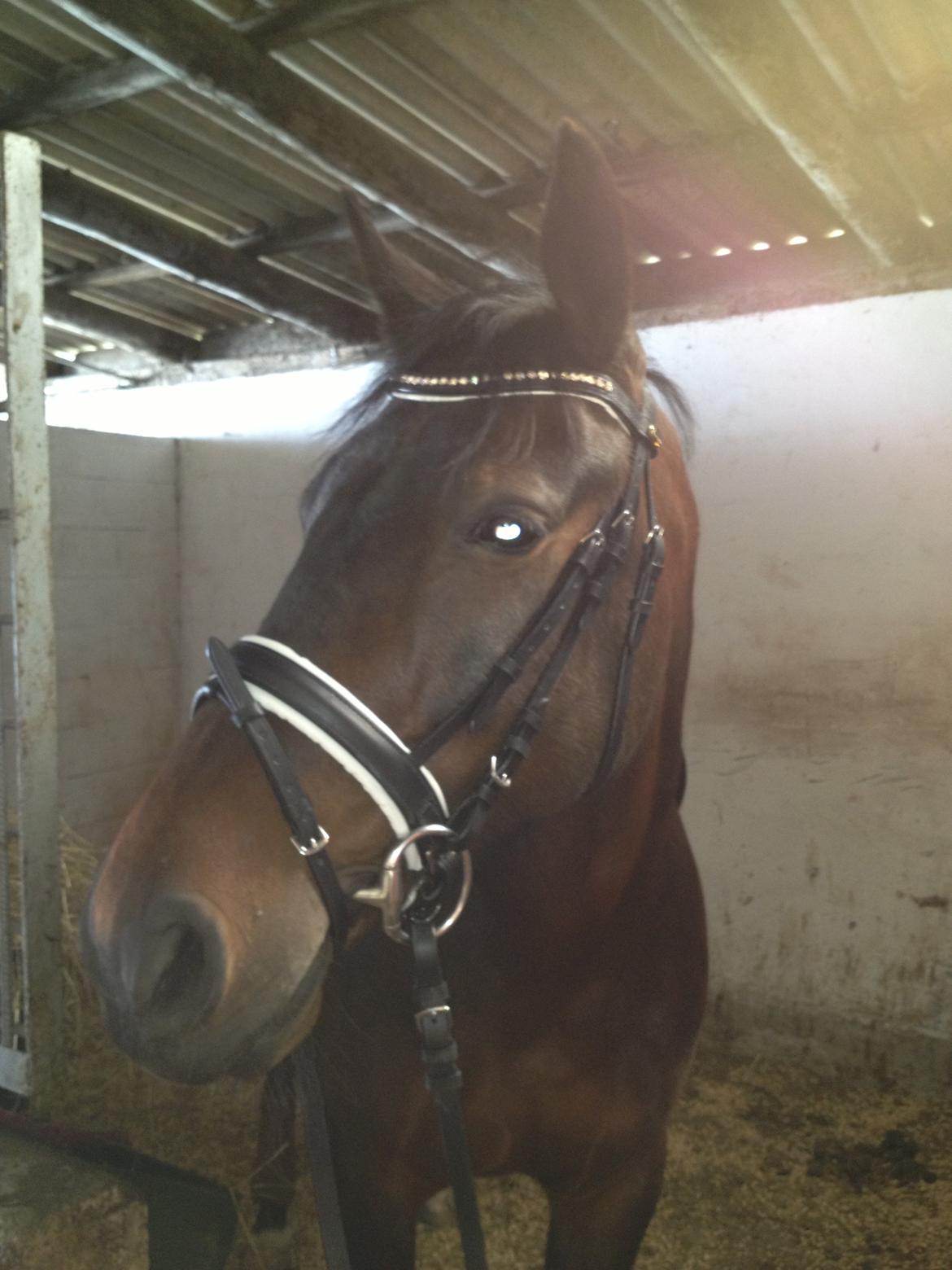 Oldenborg Langmosegårds Cassiopeia billede 13