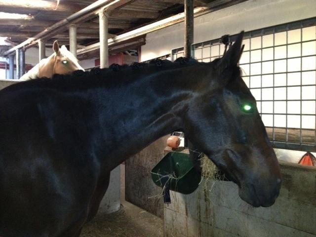 Oldenborg Langmosegårds Cassiopeia billede 14