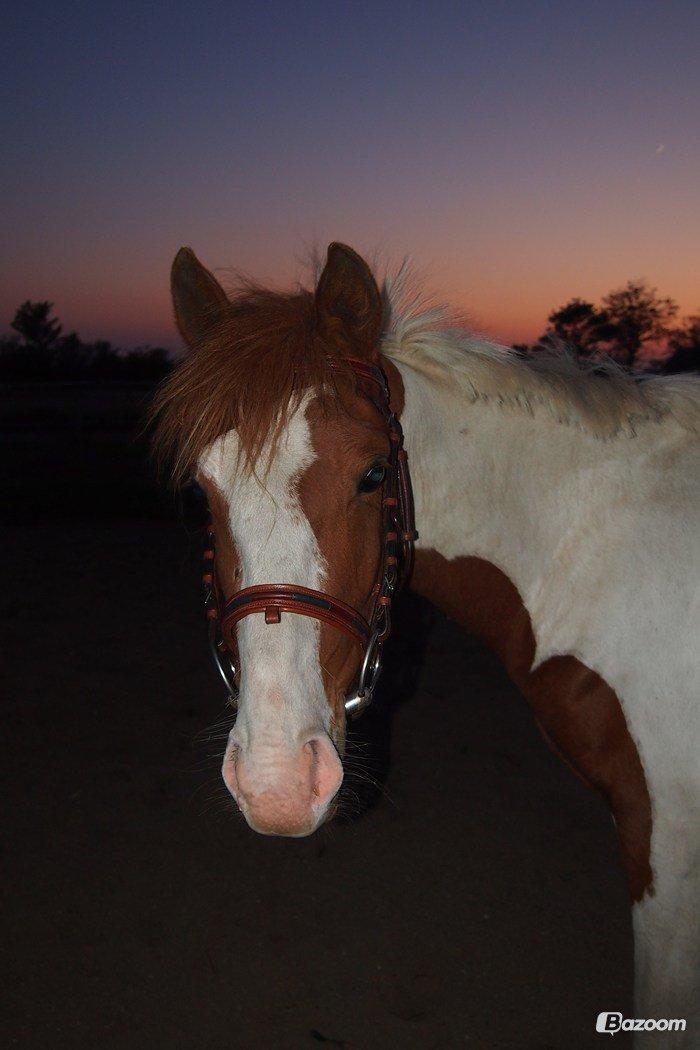 Pinto Indurain Delight - Den Brogede Skønhed billede 43