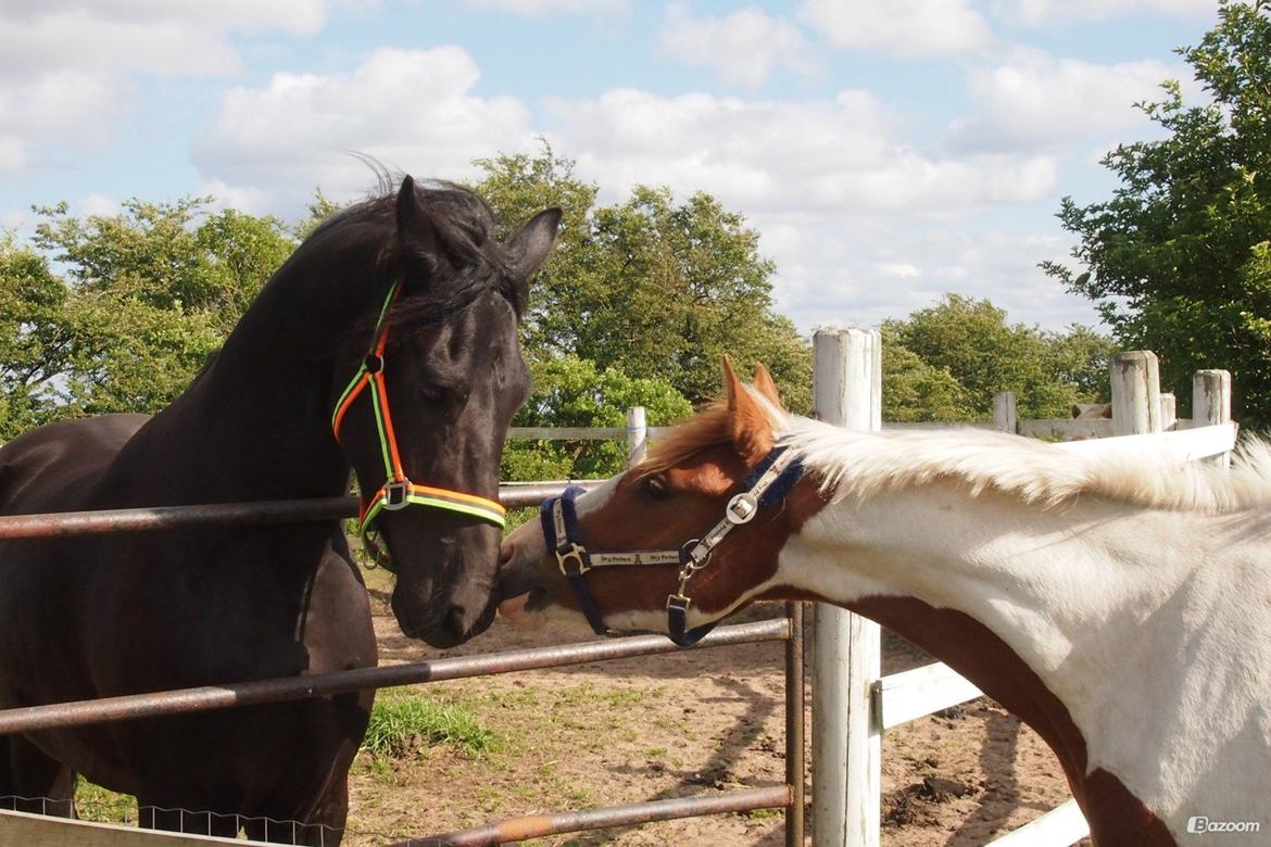 Pinto Indurain Delight - Den Brogede Skønhed billede 31