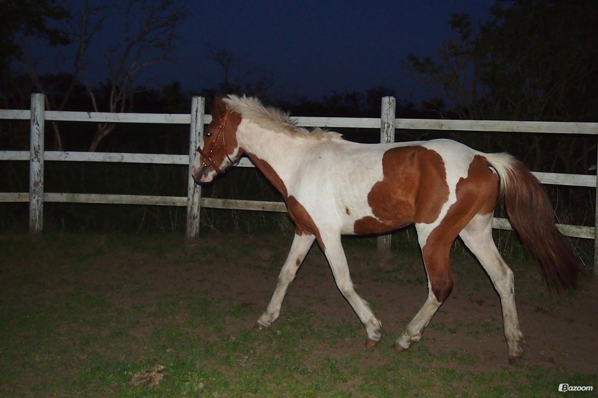 Pinto Indurain Delight - Den Brogede Skønhed - Longere du dig Selv? billede 47