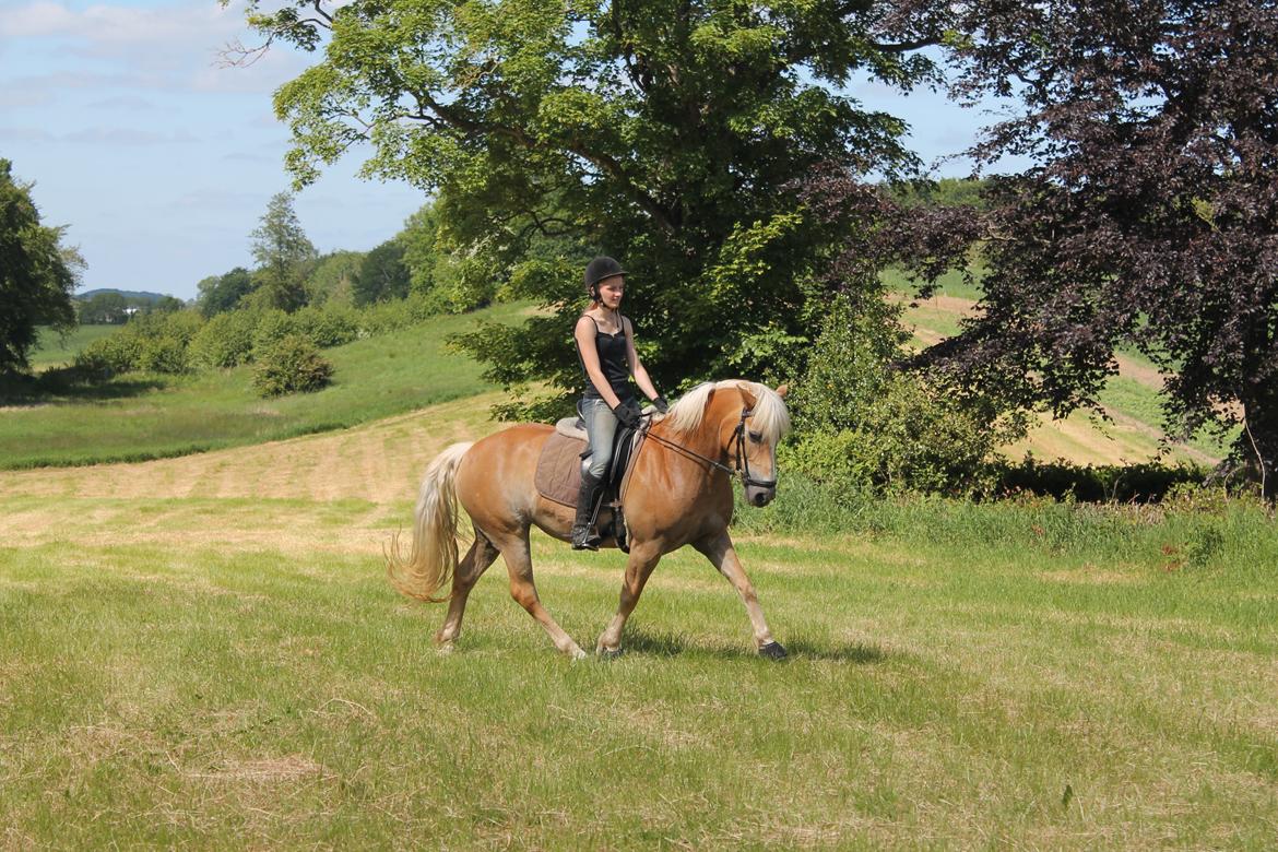 Haflinger Lucky billede 2