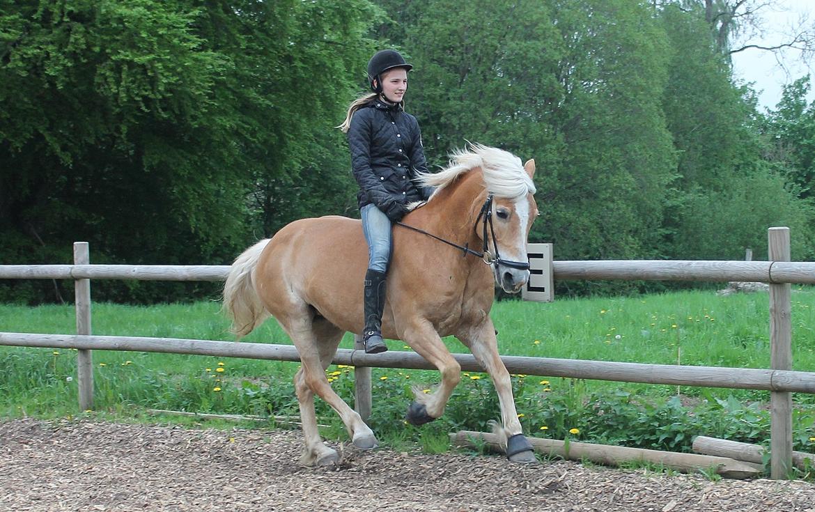 Haflinger Lucky billede 5