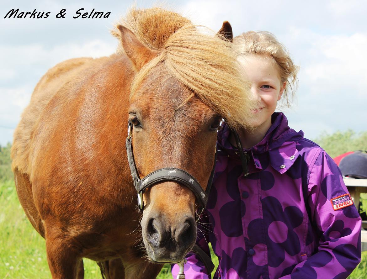 Shetlænder Team Memories Markus <3 billede 6