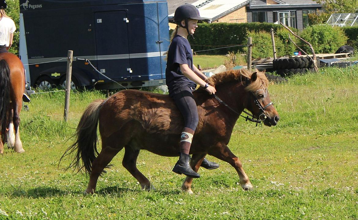 Shetlænder Team Memories Markus <3 billede 9