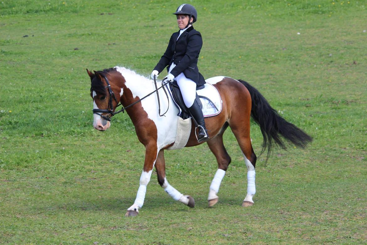 Anden særlig race Felix billede 1